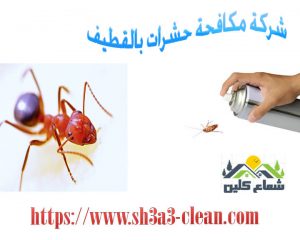 افضل شركة مكافحة حشرات
