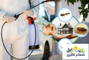 مكافحة حشرات بالجبيل