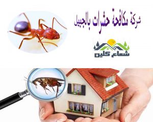 شركات مكافحة حشرات
