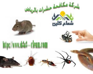 افضل انواع الحشرات الموجود فى البيوت والمنازل