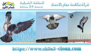 مكافحة الحمام بالاحساء