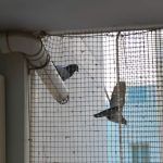 شركة مكافحة حمام وتركيب طارد