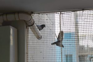 شركة مكافحة حمام وتركيب طارد